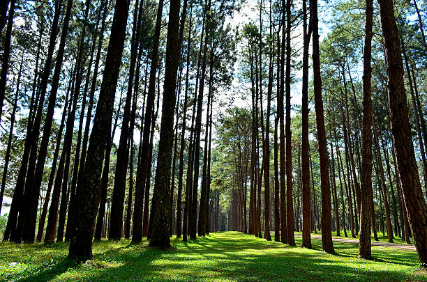 istock Pine Trees in Autumn Pine Forests 456025431