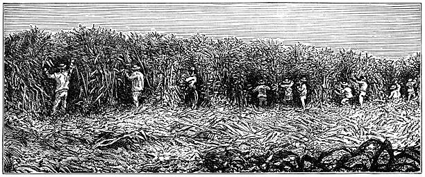 Workers in a sugar-cane field, South Carolina (1882 engraving) Workers harvesting sugar-cane in South Carolina, USA. Illustration from "Royal Geographical Readers no. 5" of Asia, Africa, America and Oceania, publ. T Nelson & Sons, London in 1883. drawing of slaves working stock illustrations