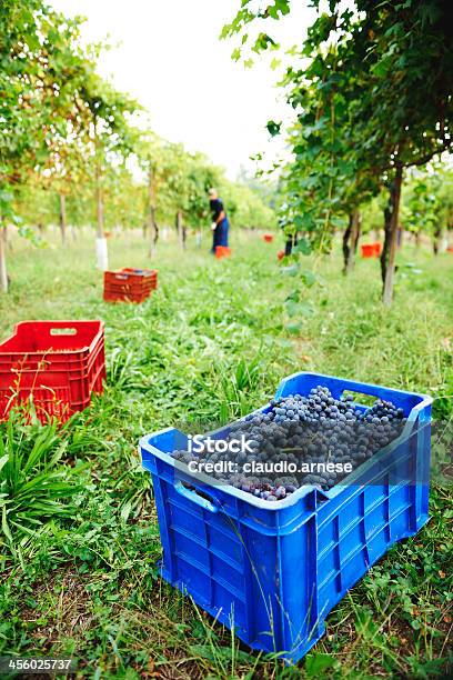 Vendemmia Immagine A Colori - Fotografie stock e altre immagini di Agricoltura - Agricoltura, Ambientazione esterna, Attività agricola