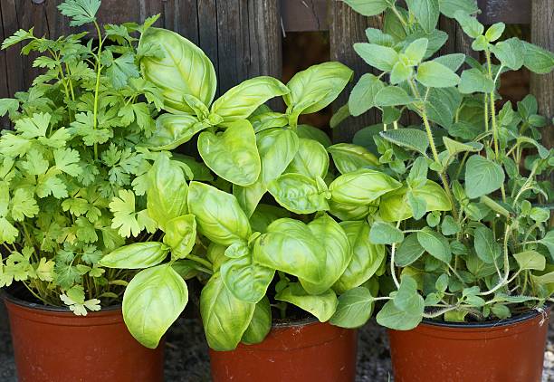 plantas aromáticas frescas - oregano herb garden herb gardens imagens e fotografias de stock