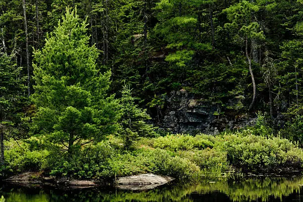 Boreal forest at  "La Mauricie National Park of Canada".