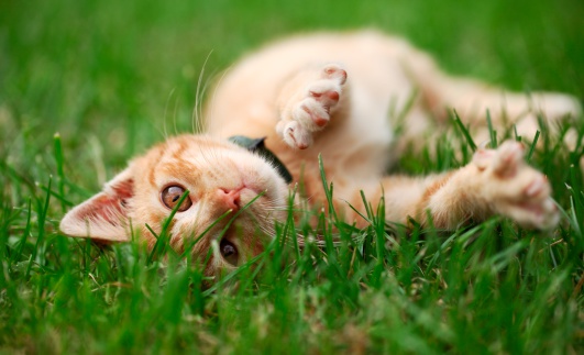Little cat playing in grass. Selective focus, shallow DOF.