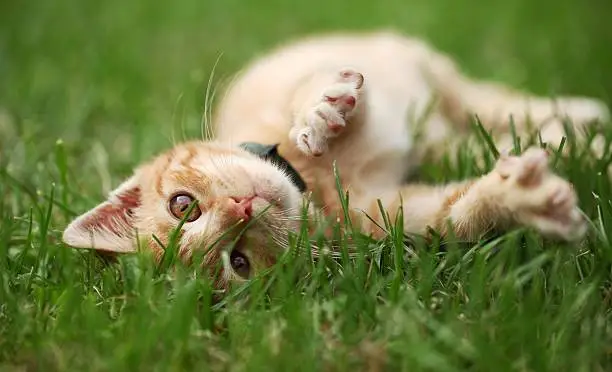 Photo of Playful kitty