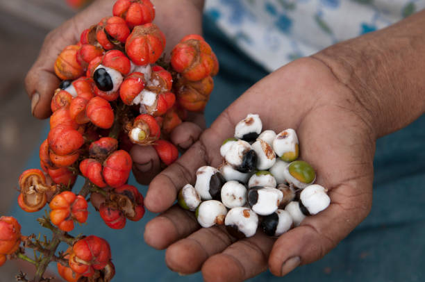 Close-up photo of a person's hands Guarana harvesting stock photo