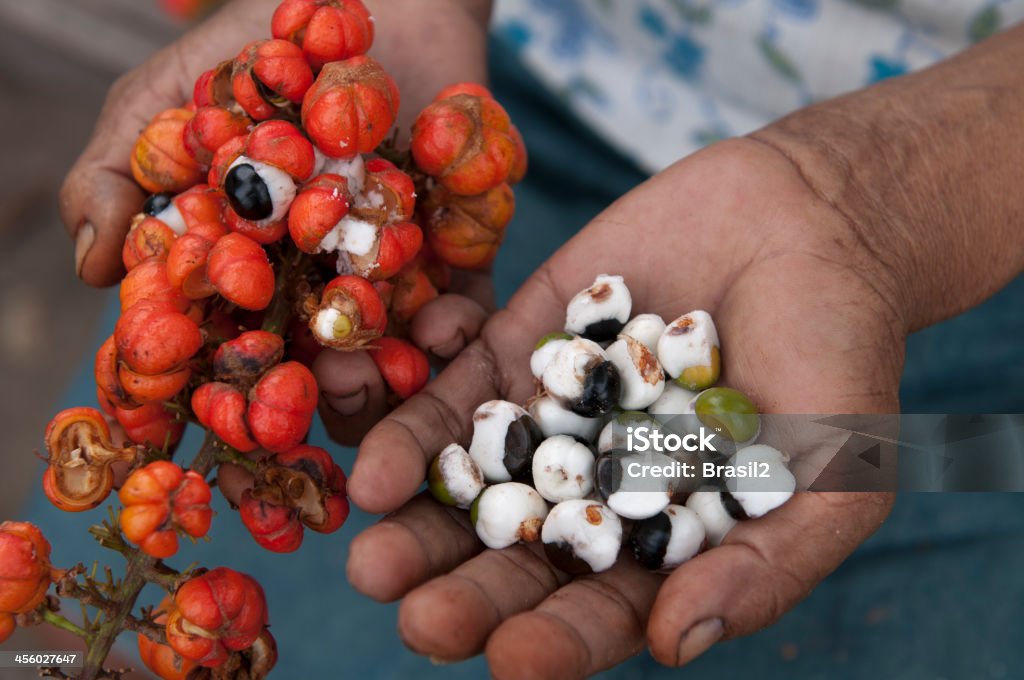 Guarana zbiory - Zbiór zdjęć royalty-free (Guarana)