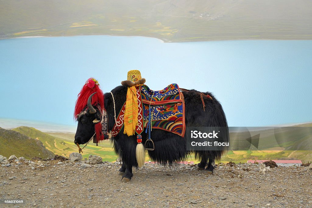 Yac tibetano del lago Namtso cerca de Lhasa - Foto de stock de Aire libre libre de derechos