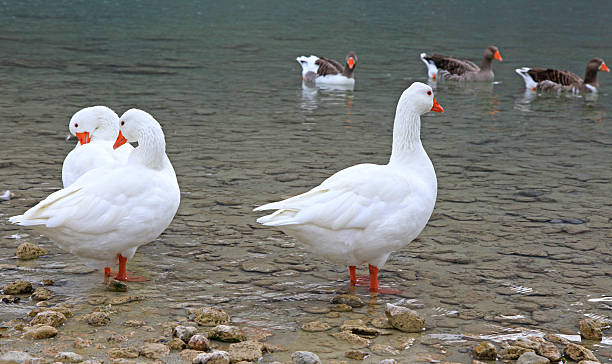 istock Geese on lake Kournas at island Crete 456031999