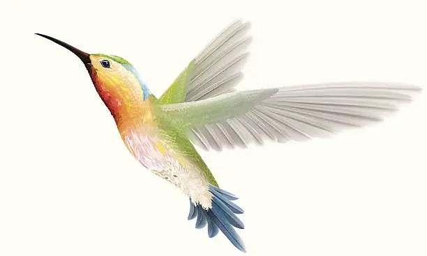Vector illustration of hummingbird on a white background