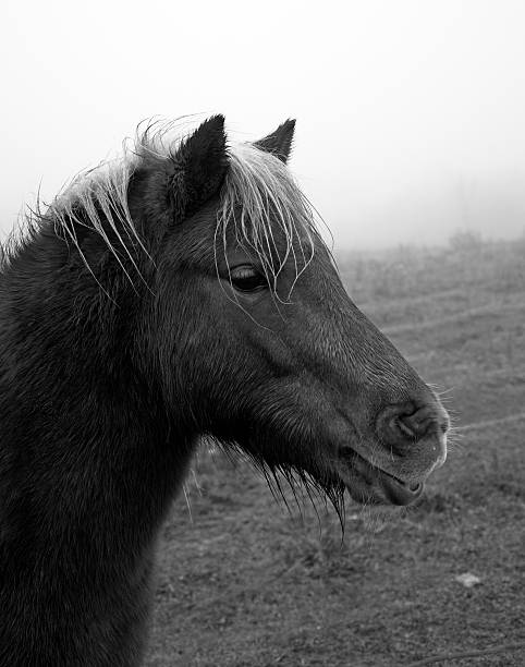 istock Horse in Fog 456032141