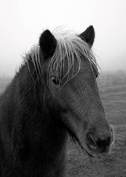 istock Horse in Fog 456032387