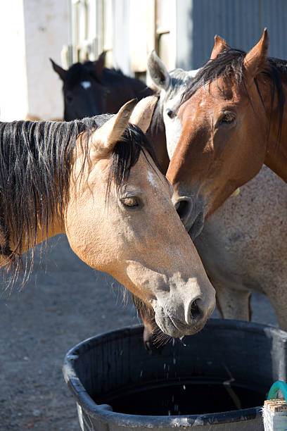 istock Bay Arabian horse drinking from a water trough 456032451