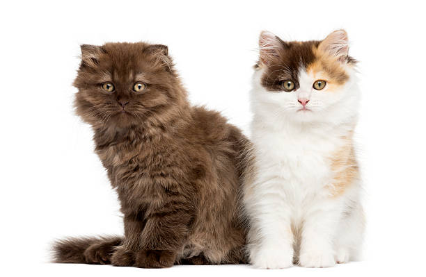Higland straight and fold kittens sitting next to each other