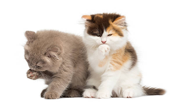 istock Higland straight and fold kittens sitting, having a wash 456035047