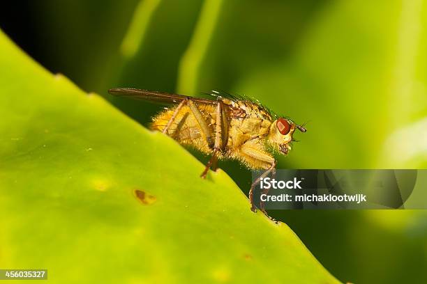 Foto de Voar Em Uma Folha Verde e mais fotos de stock de Animal - Animal, Fauna Silvestre, Feiura