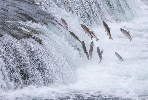 salmone saltando fino alle cascate - salmone foto e immagini stock