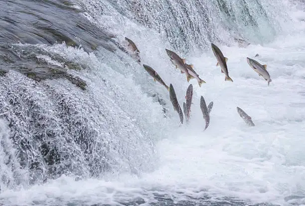 Salmon Jumping Up the Brooks Falls at Katmai National Park, Alaska