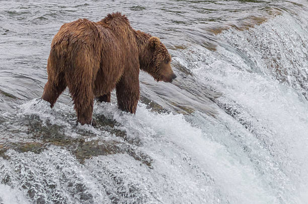 istock Grizzly Bear Waiting for Salmon 456035825