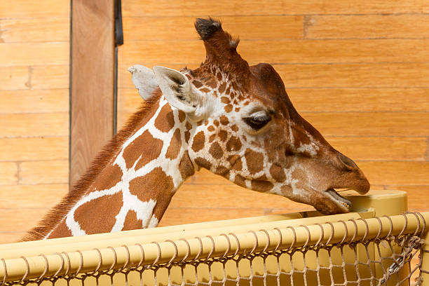 istock Close up on Head of Giraffe Giraffa Camelopardalis Eating 456036041