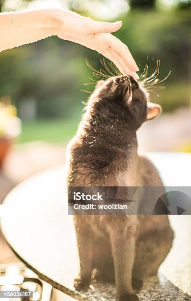 Gently Touching A Friendly Black Cat Stock Photo - Download Image Now - Adult, Affectionate, Animal