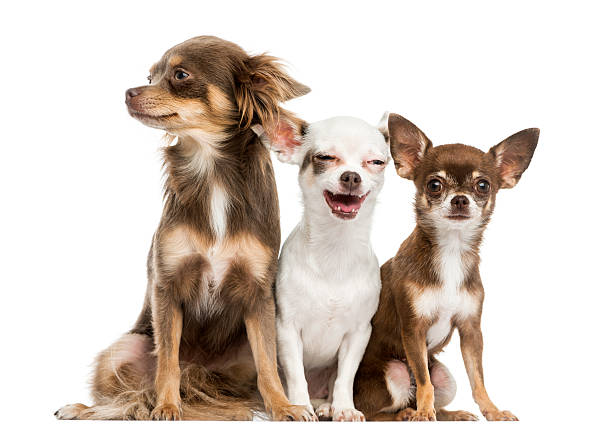 gruppe von chihuahuas sitzbereich, 2 jahre alt, isoliert auf weiss - group of dogs stock-fotos und bilder