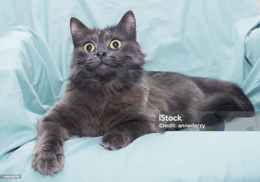 Fluffy smoky black cat with yellow eyes Fluffy smoky black cat with yellow eyes on light green background Animal Stock Photo