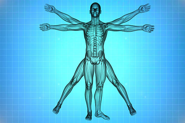 l'homme vitruvien - x ray x ray image shoulder human arm photos et images de collection