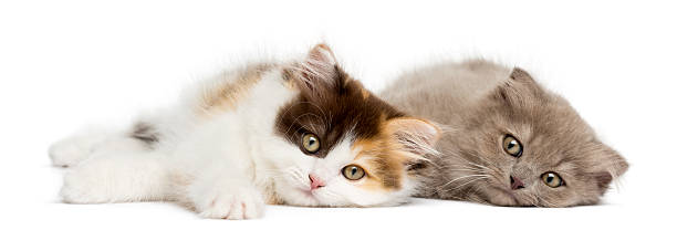 istock Higland straight and fold kittens lying together, isolated 456037853