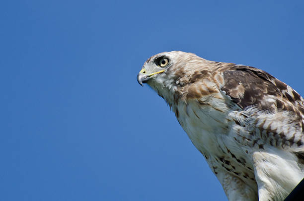 istock Close Up of a Red-Tailed Hawk 456037947