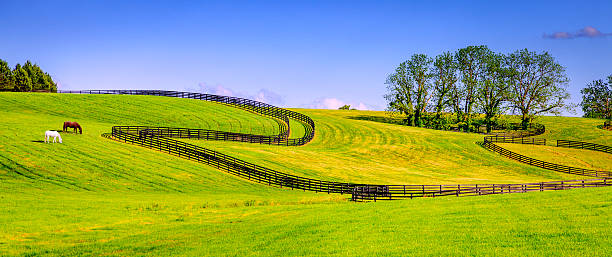 農場を塞いだり馬 - bluegrass ストックフォトと画像