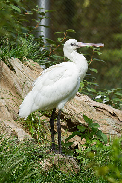 istock Spoonbill in it's natural habitat 456043445