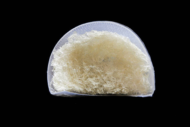 istock Edible bird's nest close up 456043493
