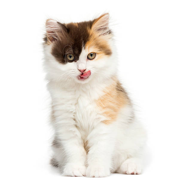 istock Front view of an Higland straight kitten sitting and licking 456047341