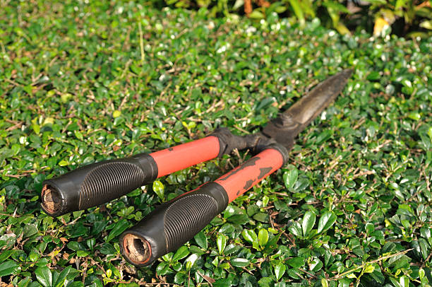 istock Used grasses scissor put on bush. 456049231