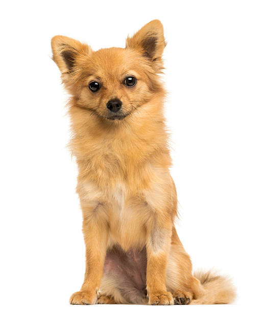 istock Front view of a Crossbreed dog sitting, 8 months old 456050079