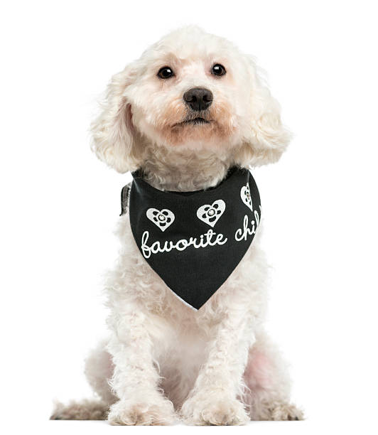 Front view of a Poodle wearing a bandana, sitting, 8 years old, isolated on white