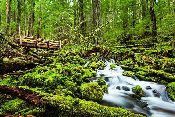 bela cascata cachoeira em cachoeira sol duc trail - olympic national park - fotografias e filmes do acervo