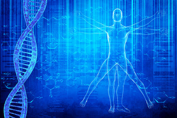 DNA molecules and virtuvian man Vitruvian Man image on a blue background with DNA human joint stock pictures, royalty-free photos & images