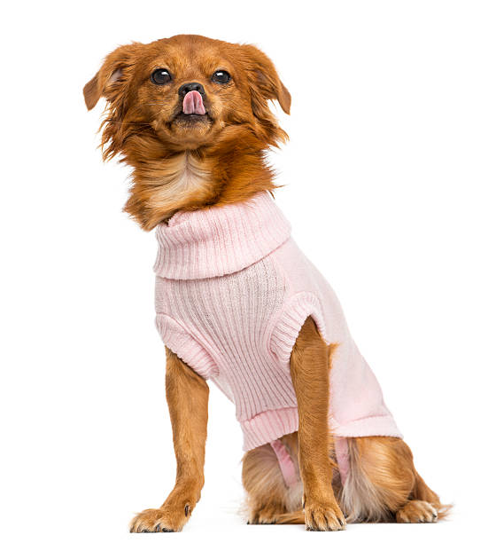 istock Dressed-up Mixed-breed Chihuahua licking, sitting, 10 months old 456056483