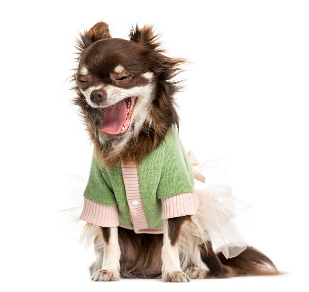 istock Dressed-up Chihuahua yawning, sitting, isolated on white 456056503