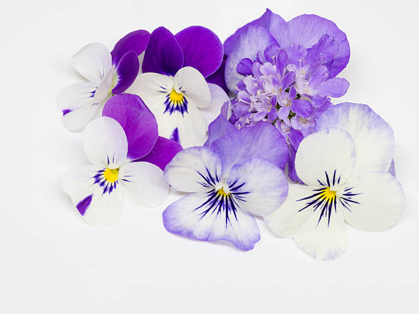 istock Beautiful purple flowers 456057073