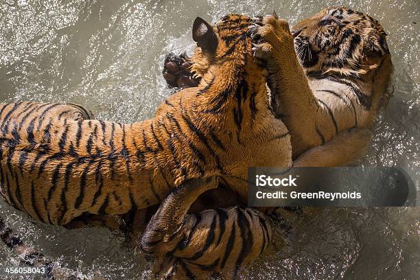 Foto de Tiger Batalha e mais fotos de stock de Brigar - Brigar, Tigre, Agarrar