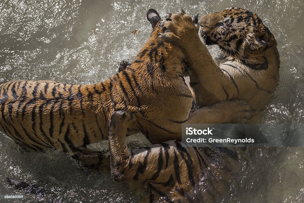 Tiger kiss - Lizenzfrei Tiger Stock-Foto