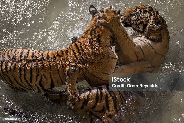 Tiger Kiss Stockfoto und mehr Bilder von Tiger - Tiger, Zwei Tiere, Aggression