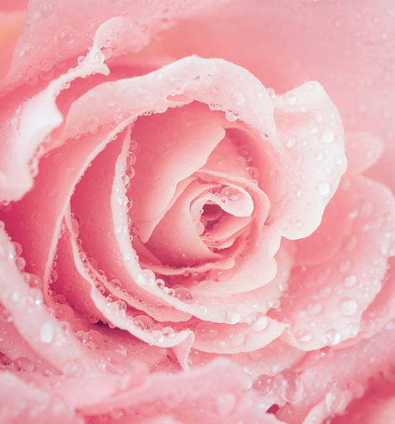 istock flower of fresh wet rose 456060999