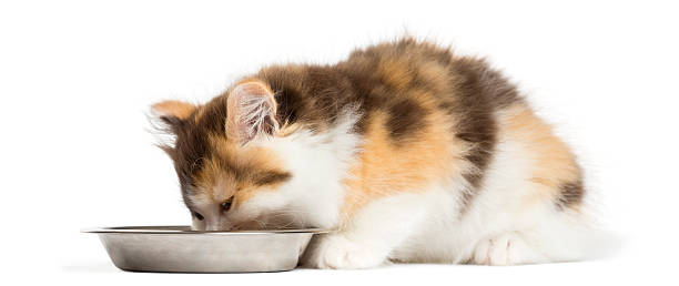 istock Higland straight kitten eating from a bowl, isolated on white 456061045