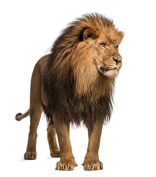 istock Lion standing, looking away, Panthera Leo, 10 years old 456064681