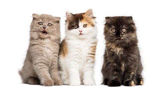istock Higland straight and fold kittens sitting in a row, isolated 456064721