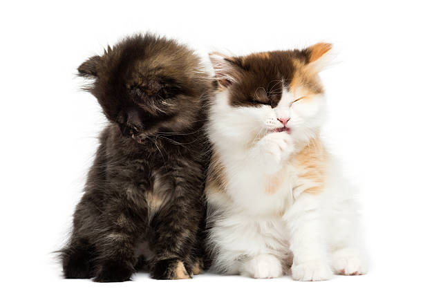 istock Higland straight and fold kittens sitting, isolated on white 456065575