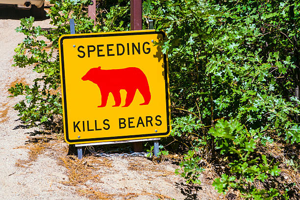 istock Danger sign, Speeding kills Bears 456066291