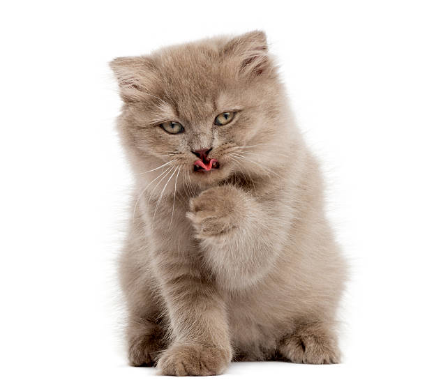 istock Highland fold kitten sitting, having a wash, isolated on white 456066349